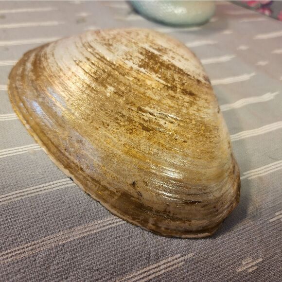 DECOUPAGE CLAM SHELL DECOUPAGE BLUE DESIGN TRINKET DISH - Picture 12 of 13